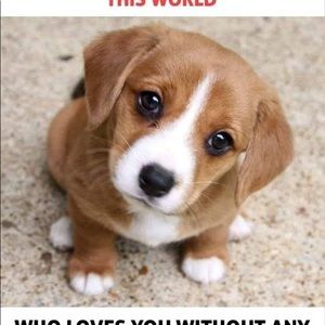 Meet your Posher, Misty